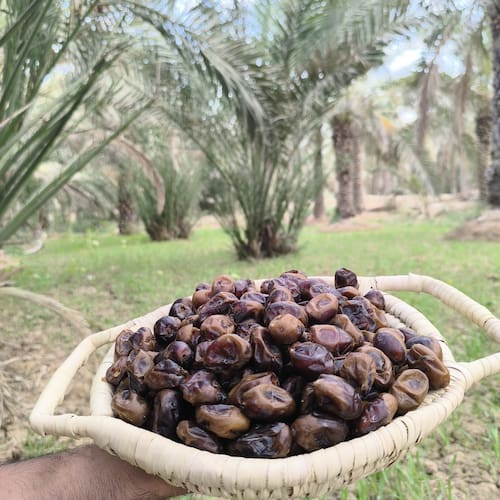 تصویر 4 از قیمت خرمای گنتار + خرید باور نکردنی